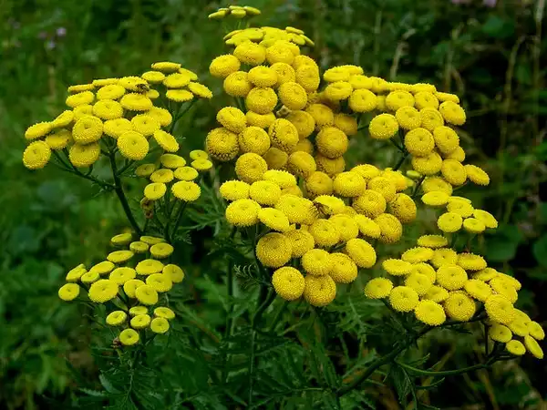 Фото Tanacetum vulgare - Tanacetum vulgare:Ahmed M