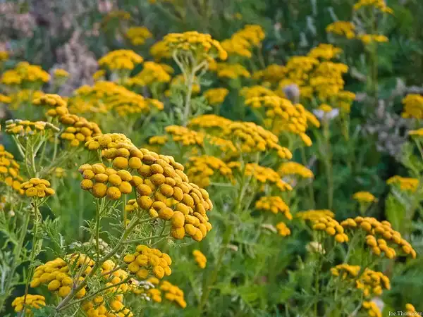 Фото Tanacetum vulgare - Tanacetum vulgare:Joe Thomissen