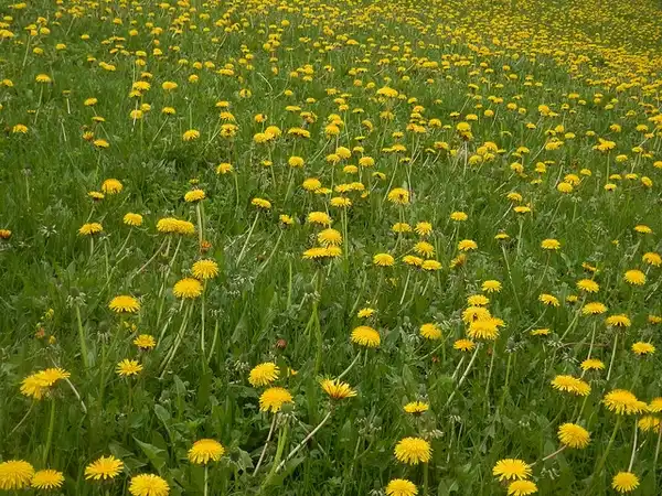 Фото Taraxacum officinale (Taraxacum officinales)