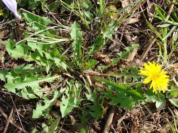 Фото Taraxacum officinale (Taraxacum officinales)
