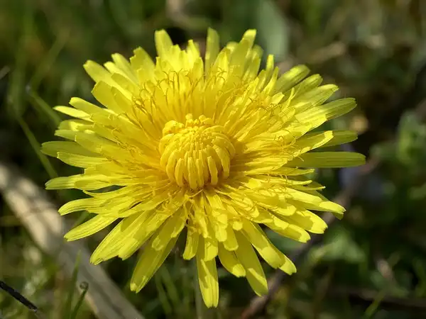 Фото Taraxacum officinale - Taraxacum officinale:bathy poreia