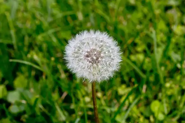 Фото Taraxacum officinale - Taraxacum officinale:David Rouhani