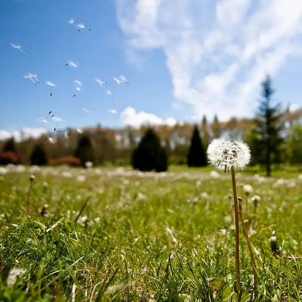 Фото Taraxacum officinale - Taraxacum officinale:Aitor Aguirregabiria
