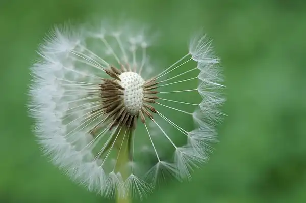 Фото Taraxacum officinale - Taraxacum officinale:Harry Rose