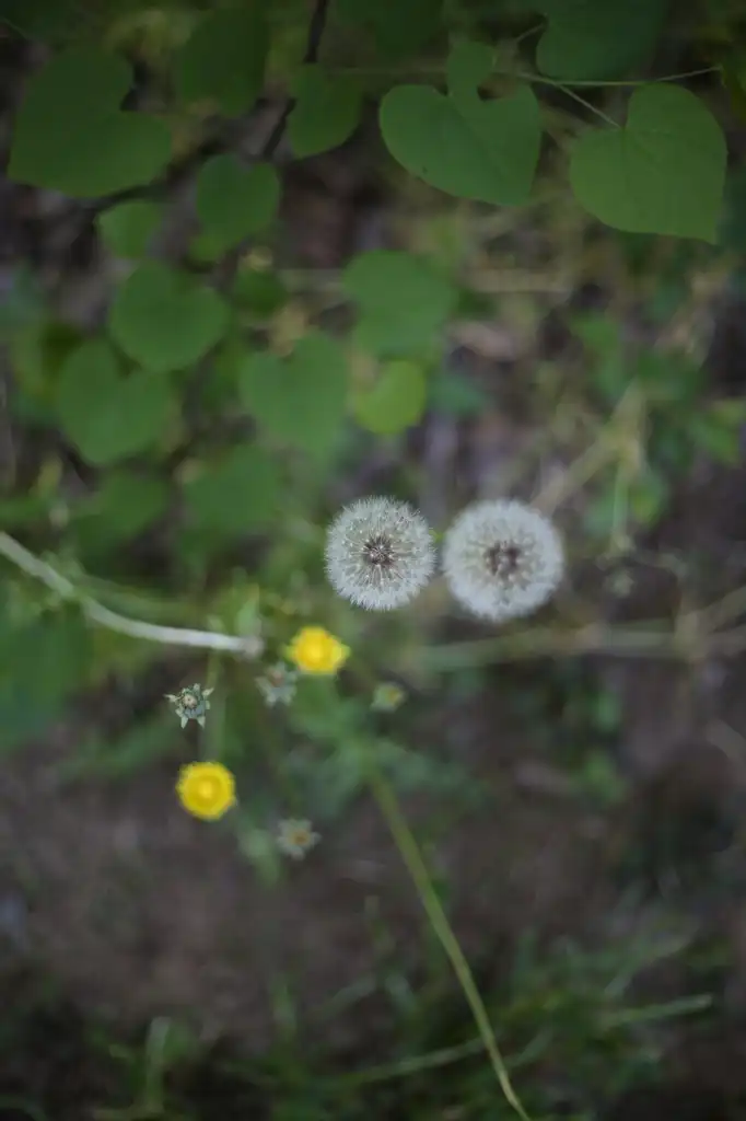 Фото Taraxacum officinale - Seeds (Cabarrus County,NC):Hope Duckworth