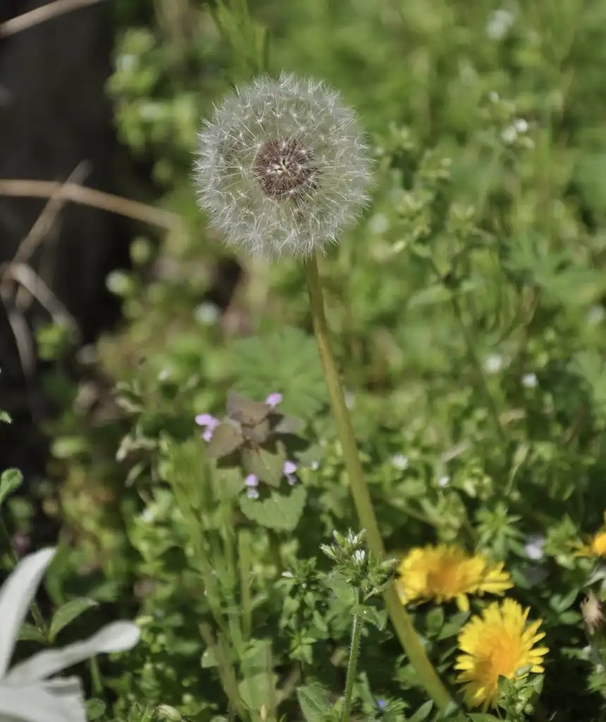 Фото Taraxacum officinale - Flower:Calla Veazie