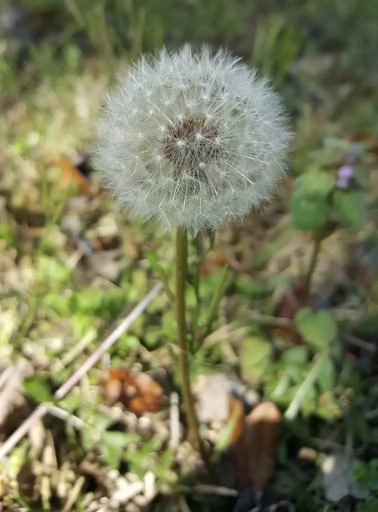 Фото Taraxacum officinale - Flower:Kira Sims