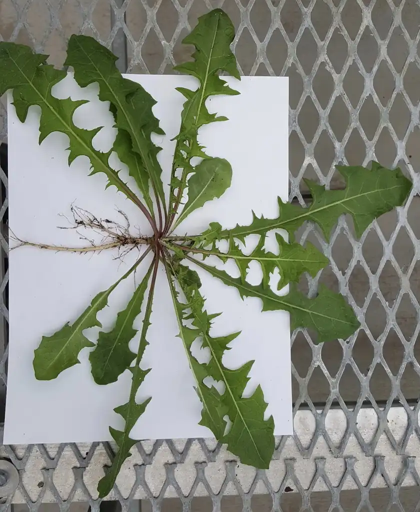 Фото Taraxacum officinale - Plant:Kira Sims
