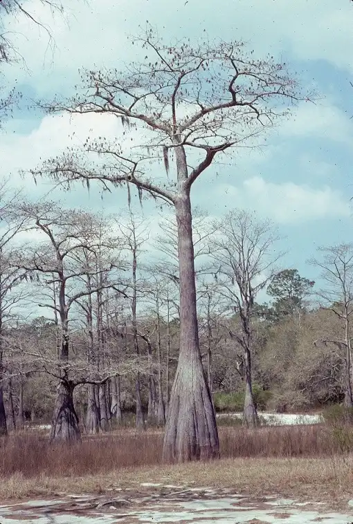Foto de Taxodium distichum var. imbricarium (Taxodium distichum var. imbricariums)