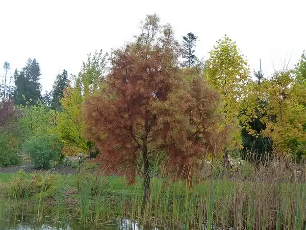 Foto de Taxodium distichum (Taxodium distichums)