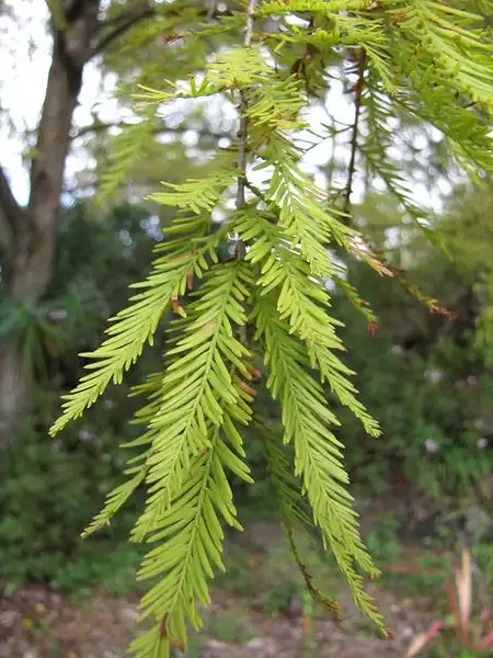 Foto de Taxodium distichum (Taxodium distichums)