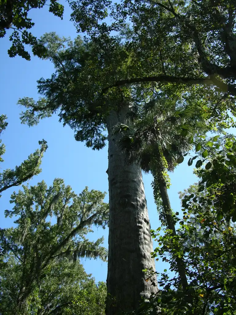 Foto de Taxodium distichum - 'The Senator' 3500 years Old:Jim Robbins