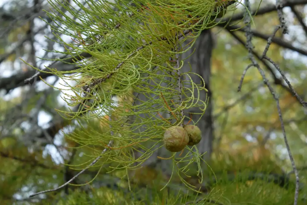 Foto de Taxodium distichum - 'Nutans' Fruit and Leaves:Jim Robbins