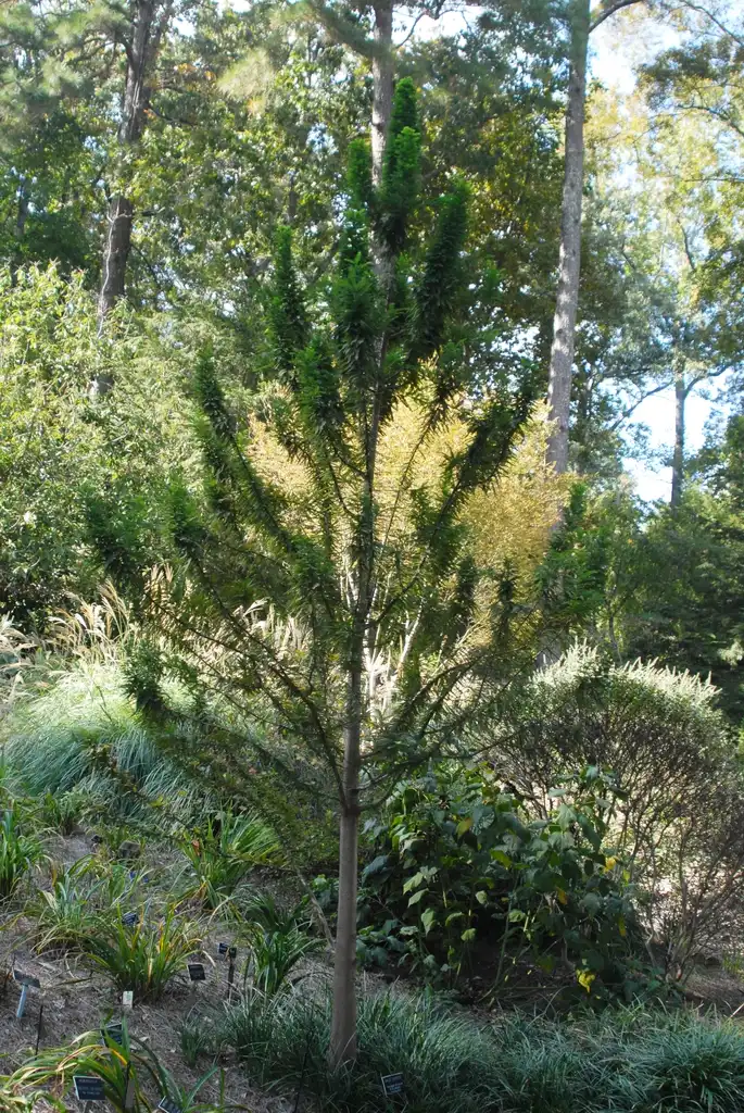Foto de Taxodium distichum - 'Peve Minaret' Form:Jim Robbins