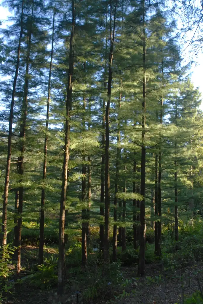 Foto de Taxodium distichum - 'Imbricarium Prairie Sentinel' Form:Jim Robbins