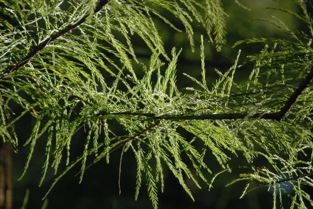 Foto de Taxodium distichum - 'Imbricarium Prairie Sentinel' Leaves:Jim Robbins