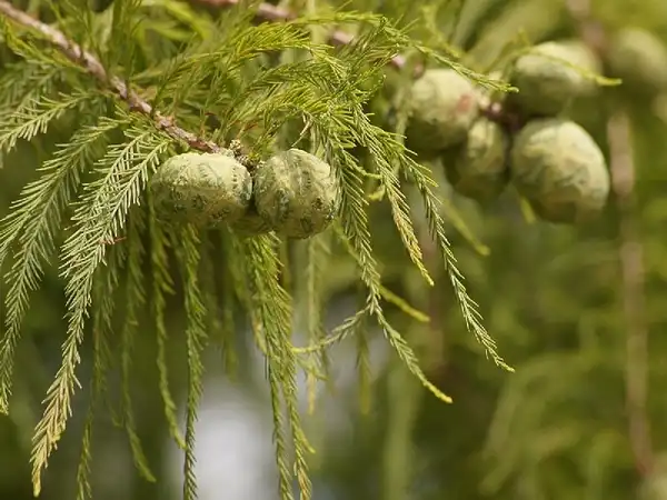 Foto de Taxodium distichum - Cones:Tatters