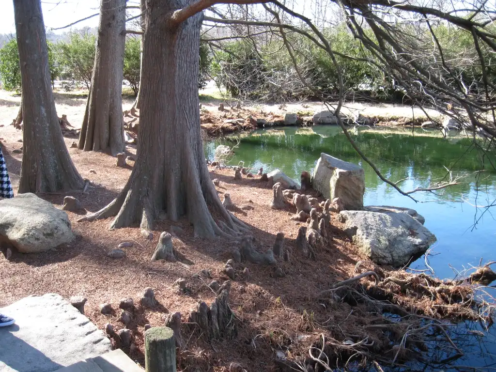 Foto de Taxodium distichum - Knees:Lucy Bradley