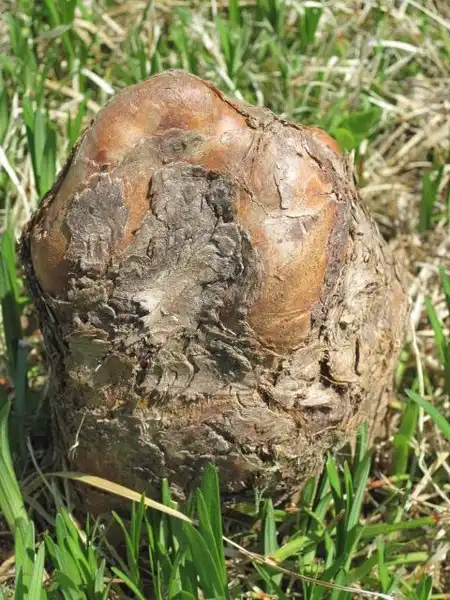 Foto de Taxodium distichum - Cypress "knee":Michelle A