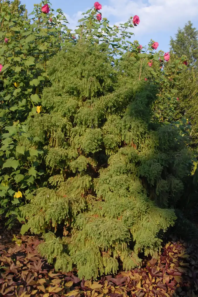 Foto de Taxodium distichum - 'Codys Feathers' Form:Jim Robbins