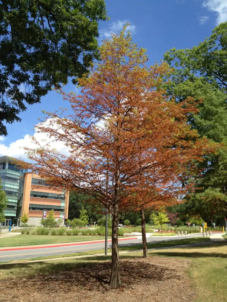 Foto de Taxodium distichum - 'Eriophyidmite' Form:Jim Robbins