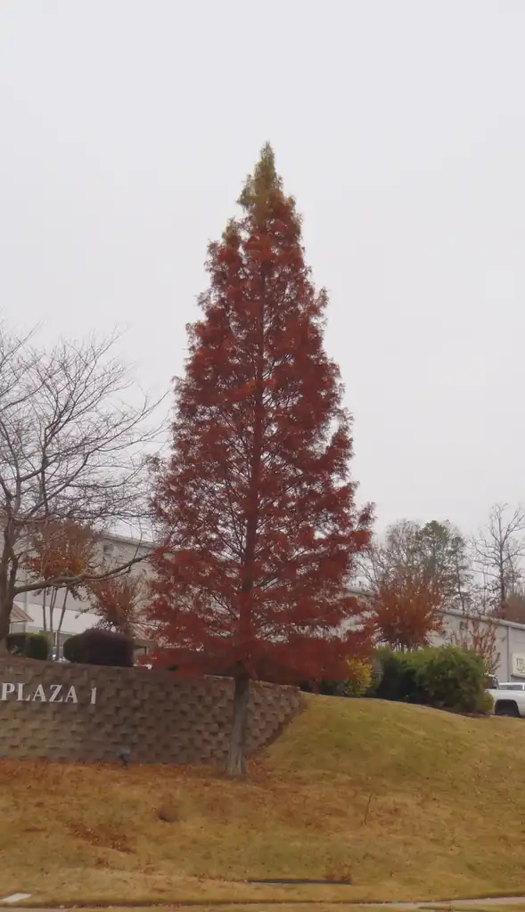 Foto de Taxodium distichum - 'Shawnee Brave' Fall Color Form:Jim Robbins