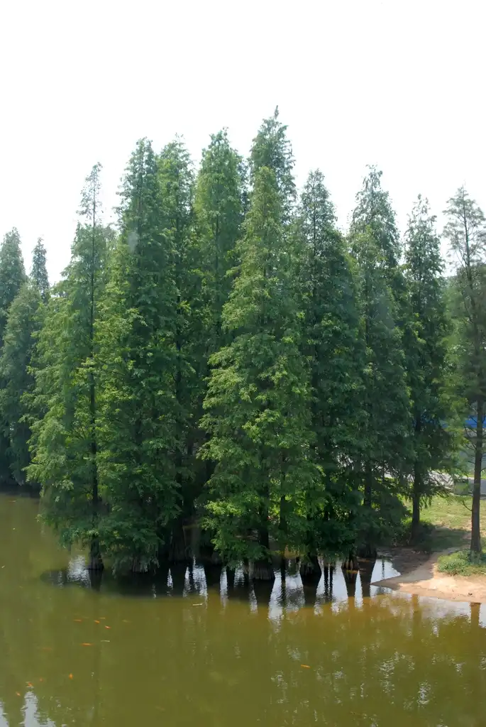 Foto de Taxodium distichum - Form:Jim Robbins