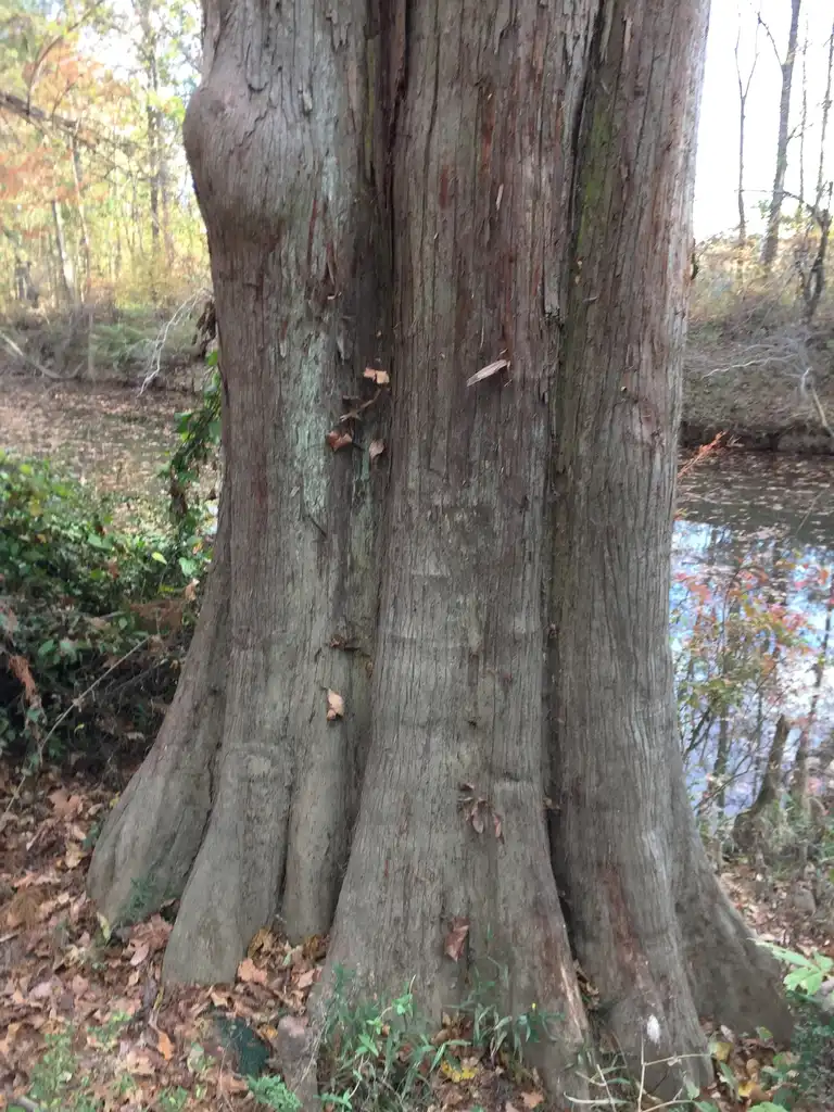 Foto de Taxodium distichum - Bark:Jim Robbins