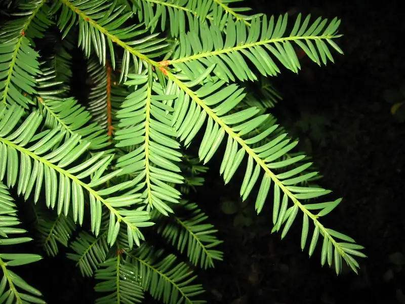 Foto de Taxus brevifolia (Taxus brevifolias)