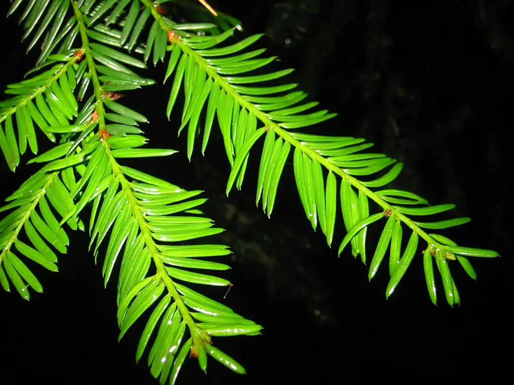 Foto de Taxus brevifolia (Taxus brevifolias)