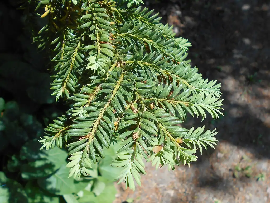 Foto de Taxus canadensis (Taxus canadensiss)