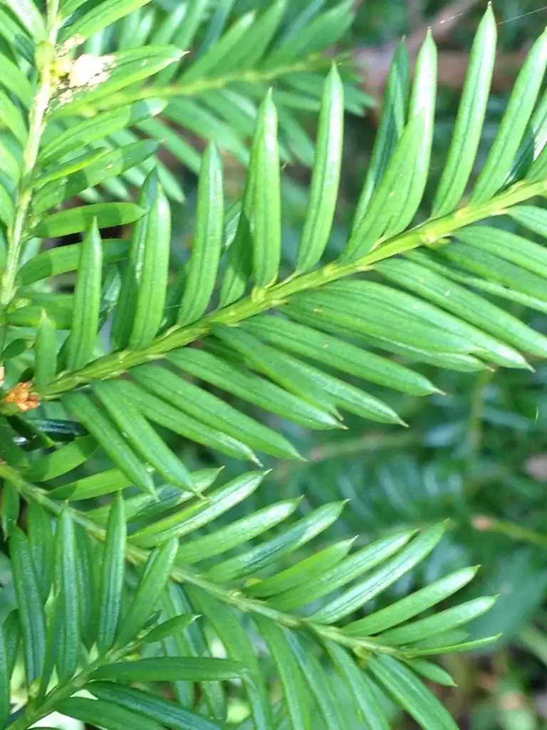 Foto de Taxus canadensis (Taxus canadensiss)