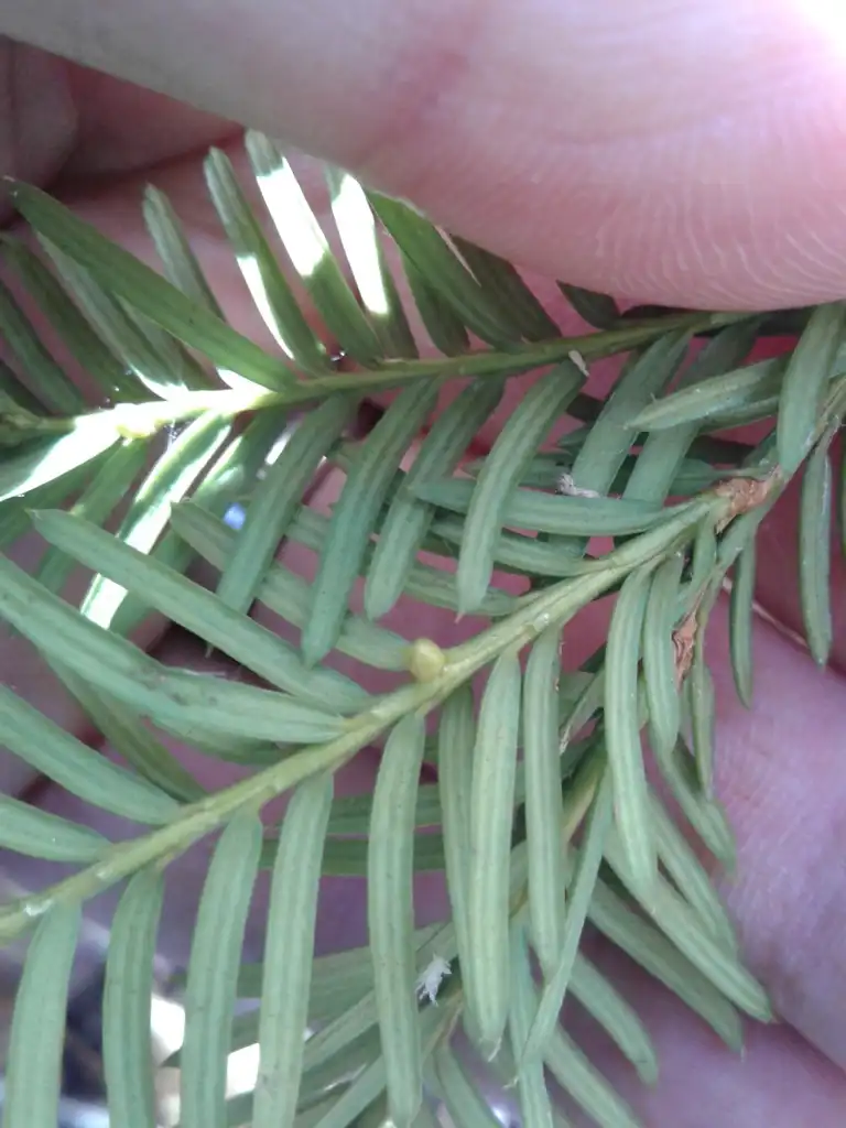 Foto de Taxus canadensis - Underside of leaf:Lewnanny Richardson