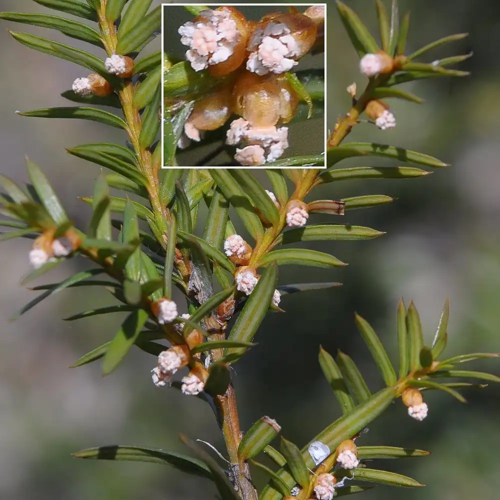 Foto de Taxus canadensis - Male cones:hobiecat