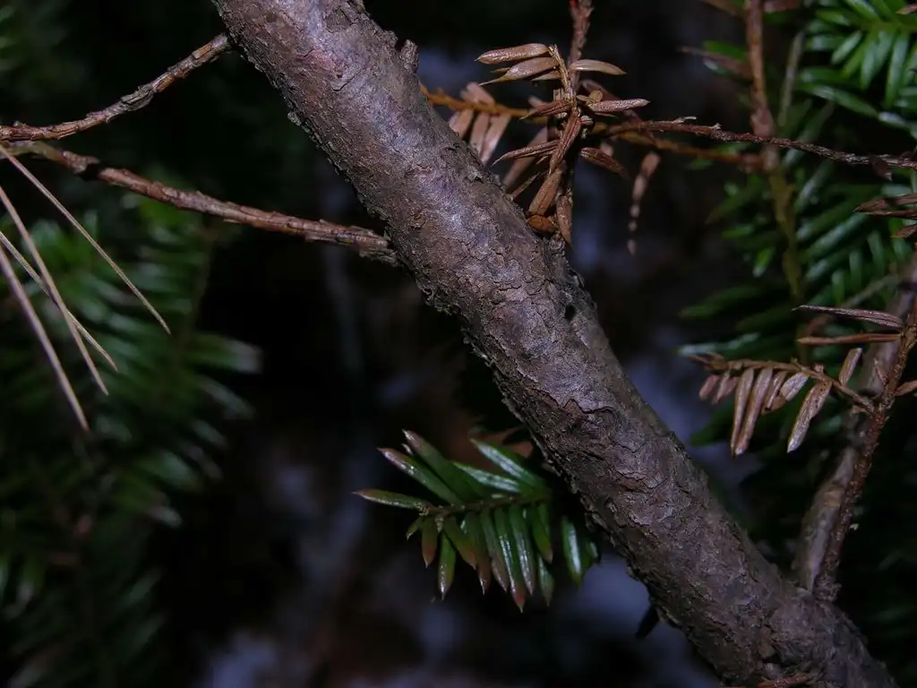 Foto de Taxus canadensis - Stem:Jason Dombroskie