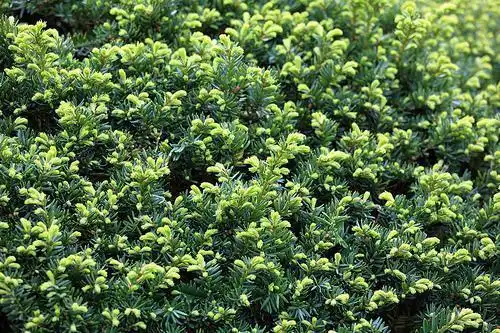 Photo of Taxus cuspidata (Taxus cuspidatas)