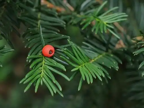 Photo of Taxus cuspidata (Taxus cuspidatas)