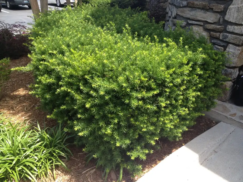Photo of Taxus cuspidata - Form (Ashville, NC):Jim Robbins