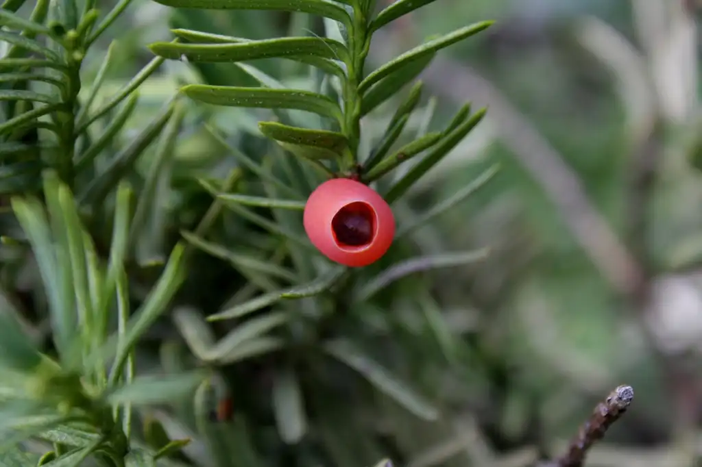 Photo of Taxus cuspidata - Fruit detial:Dalgial