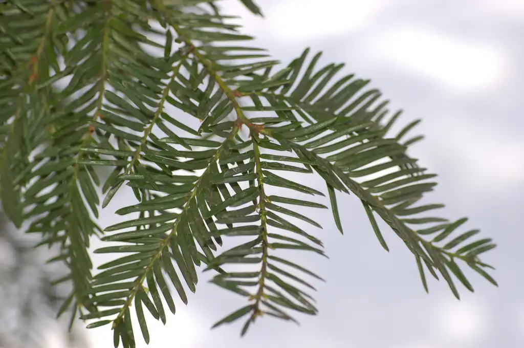 Photo of Taxus cuspidata - Leaves:Derek Ramsey