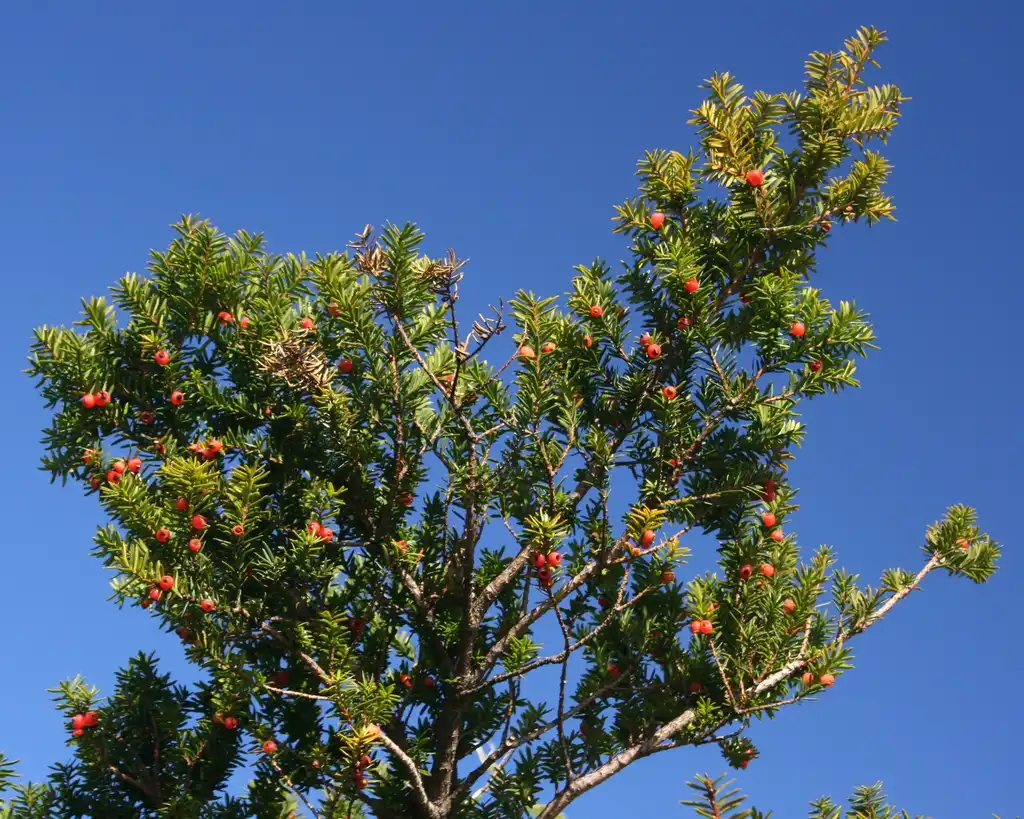 Photo of Taxus cuspidata - Tree top:Alpsdake
