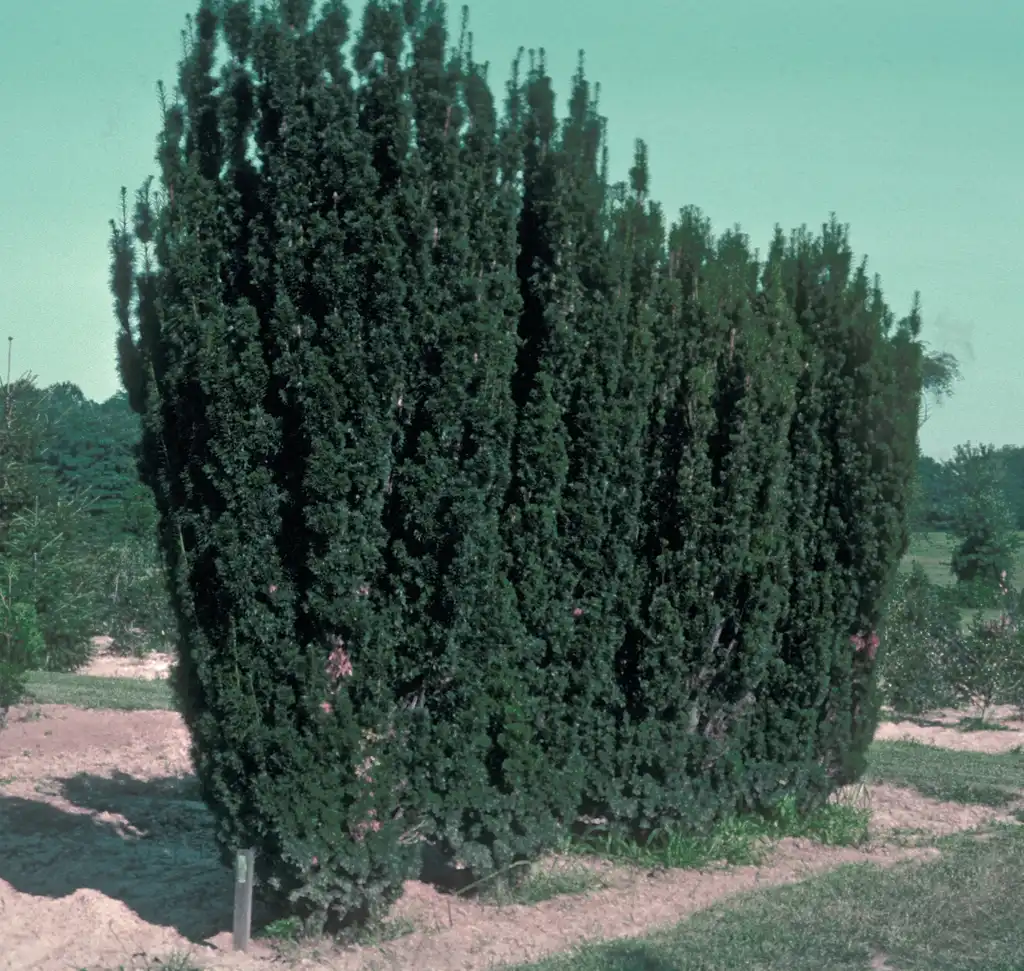 Фото Taxus x media (Taxus x medias)
