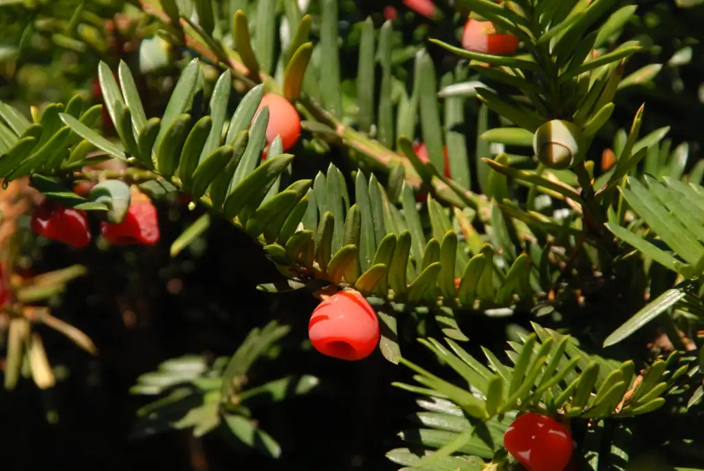 Фото Taxus x media (Taxus x medias)