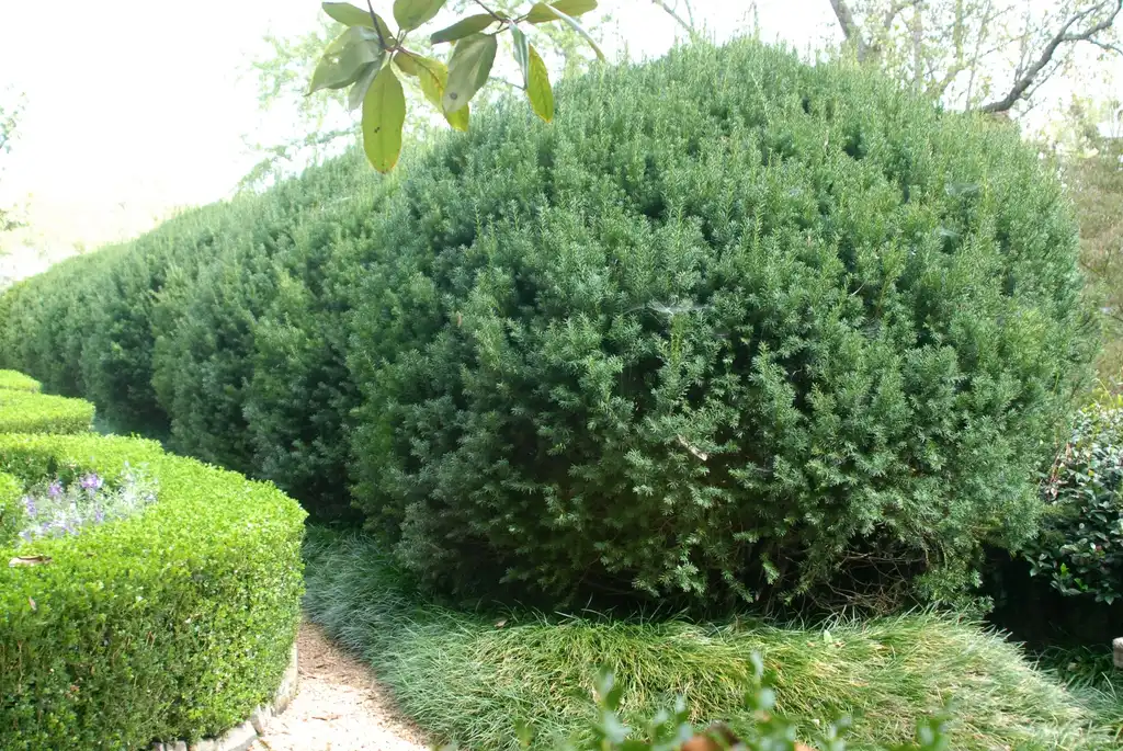 Фото Taxus x media - Hedge:Jim Robbins