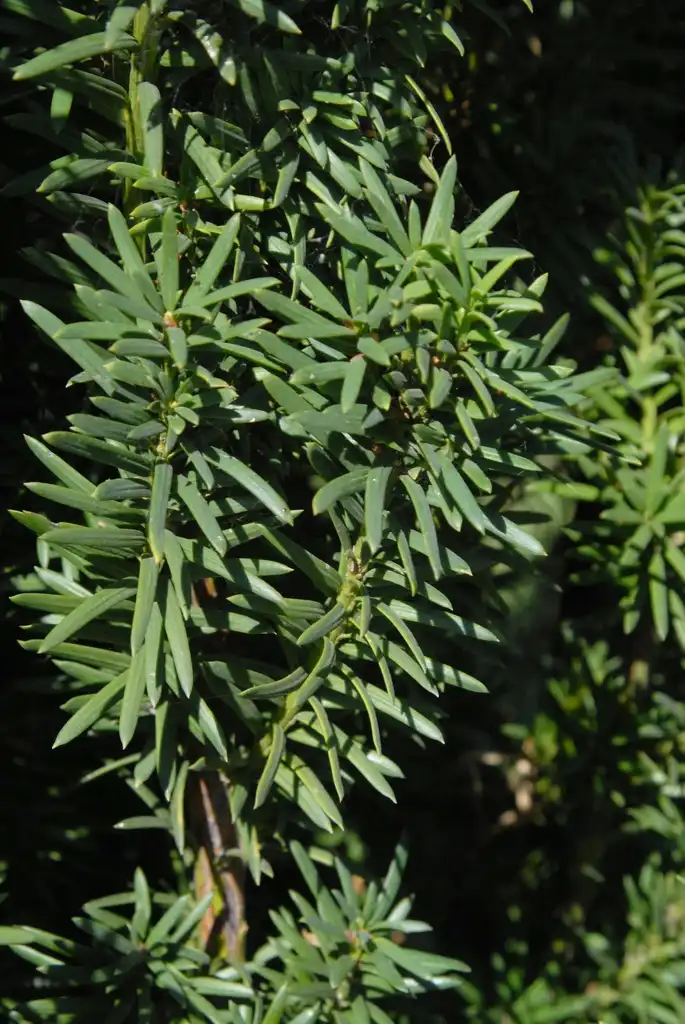 Фото Taxus x media - Leaves:Jim Robbins