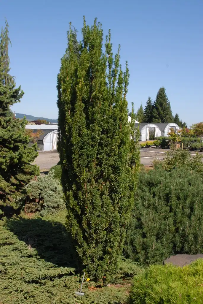 Фото Taxus x media - 'Maureen' Form:Jim Robbins