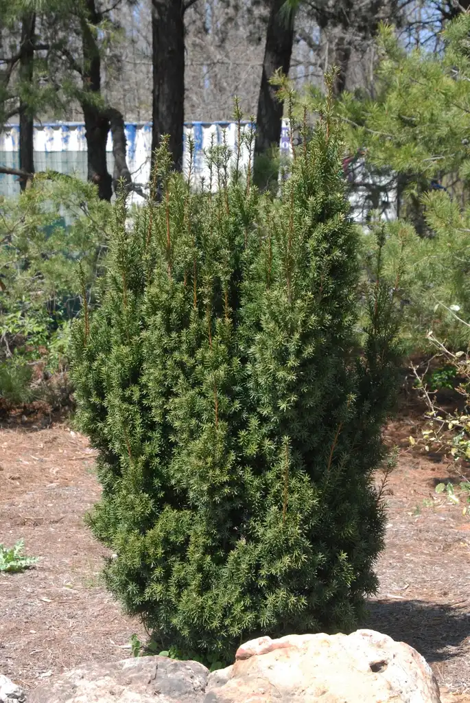 Фото Taxus x media - 'Hicksii' Full Form: