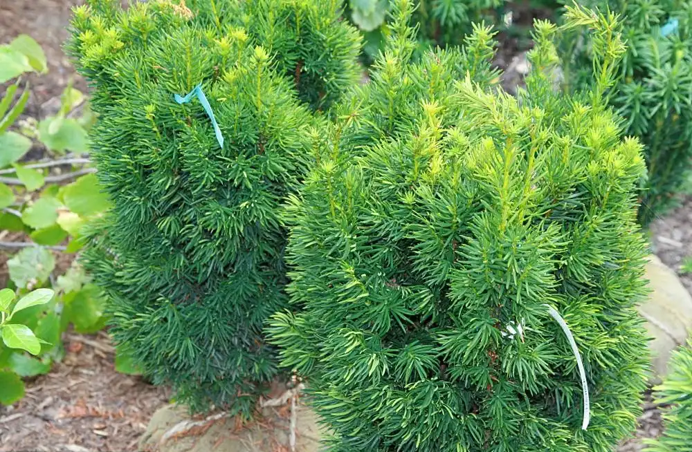 Фото Taxus x media - Young form:David J. Stang