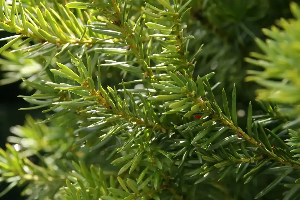 Фото Taxus x media - Leaf and branch:David J. Stang