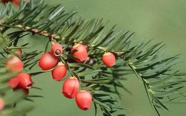 Photo of Taxus (Taxuss)